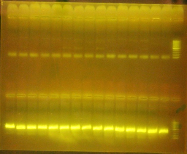 capture_GraSample25052016