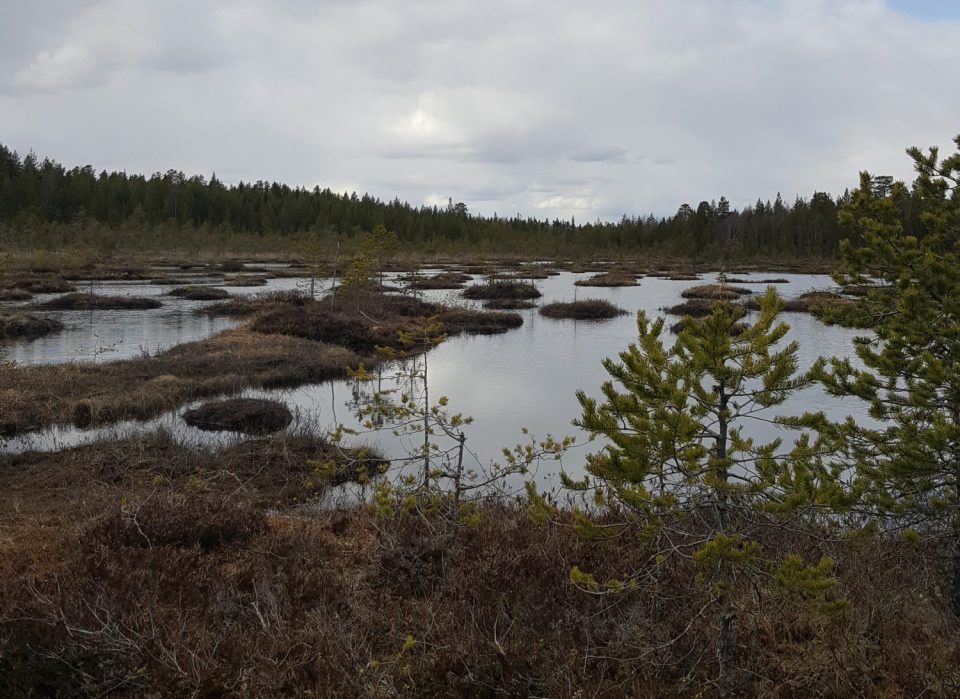 Cortazar-Chinarro lab